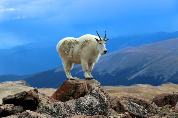 Mountain goat on the mountain Evans
